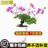 Форма миниатюрного бонсай клевера, небольшой старый ворсовый материал, рассада, ручной миниатюрный шафран в горшке, щавель