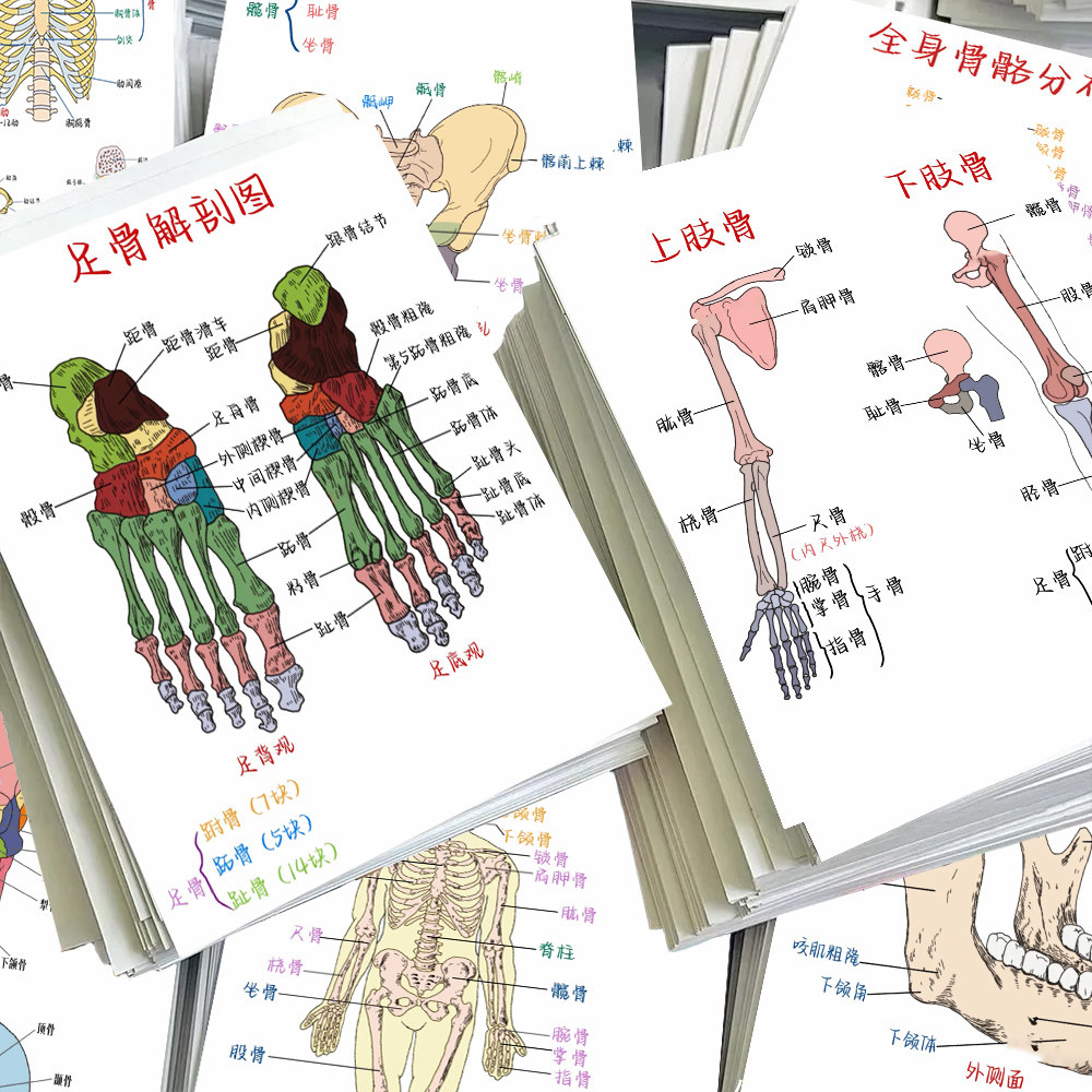 人体骨骼解刨图片贴纸医学生笔记创意手绘创意记忆学习手账贴画