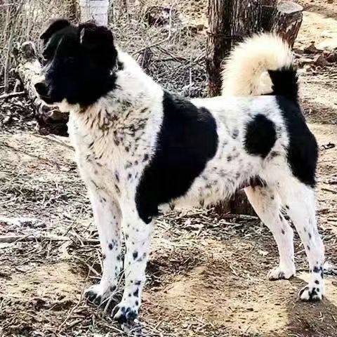 太行犬：山西农村的全能守护神🐾-狗狗-淘宝好物网