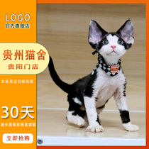 Purebred German curly cat white blue eyes different pupils high IQ non-shedding imperial kitten red tabby live cat