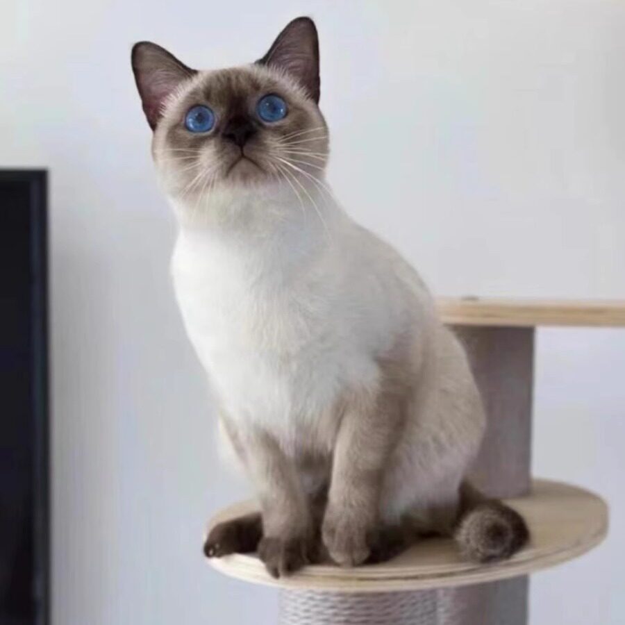 🌟挖煤工虎斑暹罗猫幼崽:全国香港发货,宠物界的时尚新宠!🐾-猫咪-淘宝好物网