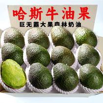 Avocado Domestic Hass avocado fresh fruit 15 pieces Yunnan ready-to-eat in-season ripe avocado whole box
