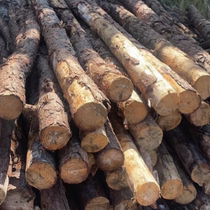 Pine piles piling wood pine oil-impregnated wood sleepers crane leg pads