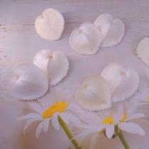 People’s cone snails triangular cone snails flat cone snails cockles marine life specimens custom-made conch shells