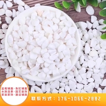 Hainan natural white stone white jade pebbles rain flower stone succulent plant paving potted decoration white stone