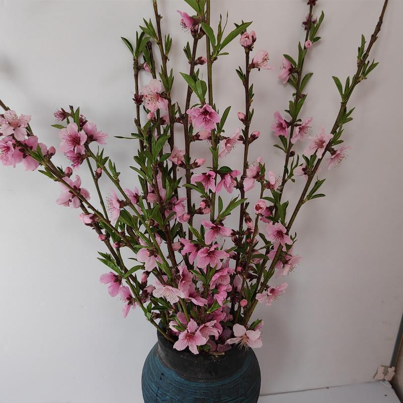 Bubble Water Blooming Peach Blossom Branches Fresh Branches Bottle Living-room Bedroom Balcony Windows Terrace Dry Branches Styling Fresh Peach Trees-Taobao