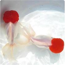 Cold water ornamental fish Hon transport red lion crystal lion head black goldfish big eyelads cheap goose head cranes top red envelope live