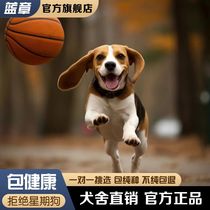 宠物狗真狗纯种比格犬幼犬小型犬米格鲁猎兔犬短毛小狗狗猎犬活物