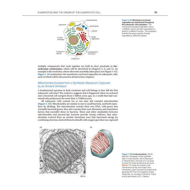 Molecular Biology of the Cell 7Th Edition