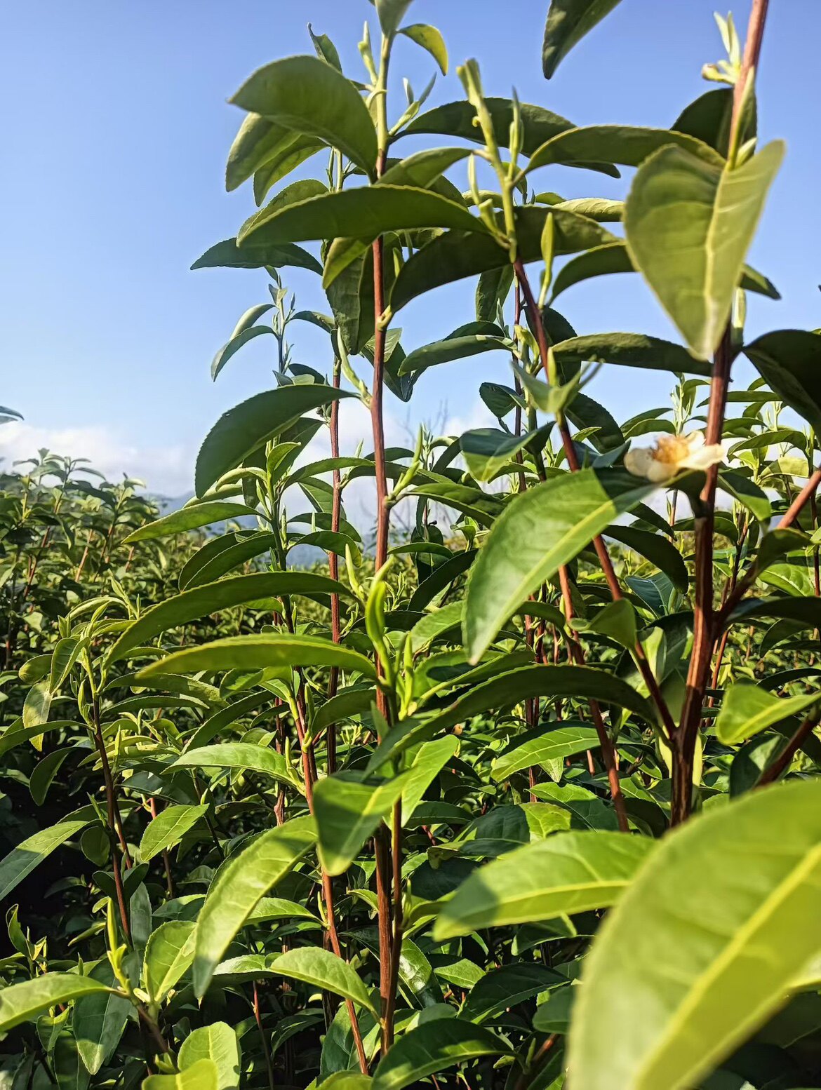 杭州小风茶叶企业店的LOGO