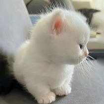 Munchkin short-footed cat white milky white orange and white kitten Minute Napoleon purebred British short pet live cat