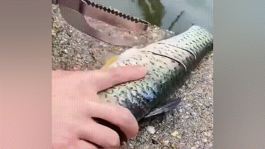 20240321_103814_024 (1).gif