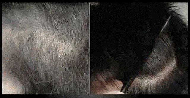 21的.gif