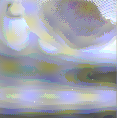 010.gif