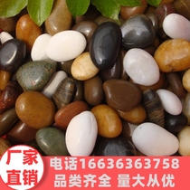 Hunan rain pebble rudimentary stone natural pebble multi-carnivorous fish tank decorated flower pot potted small stone