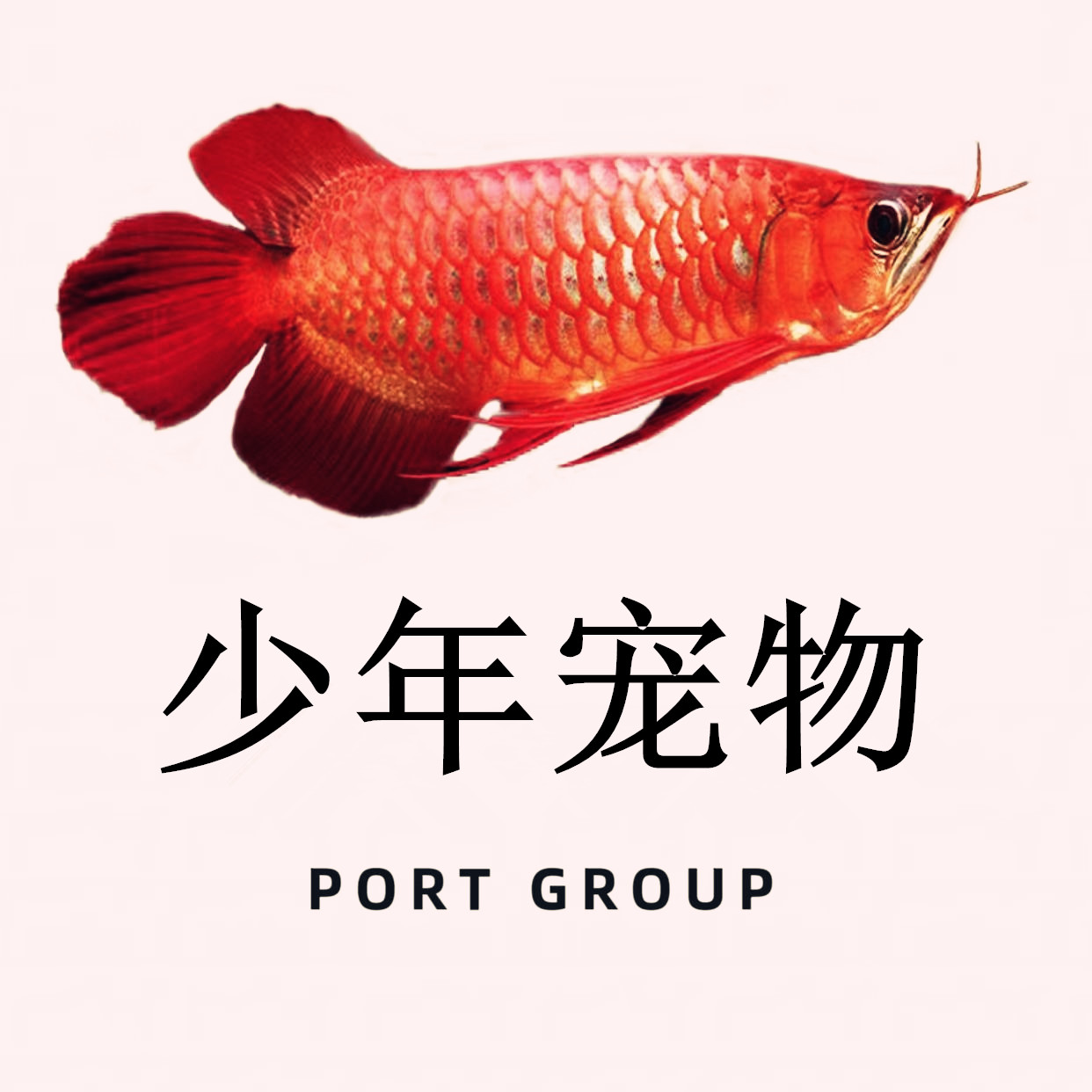 少年宠物用品店