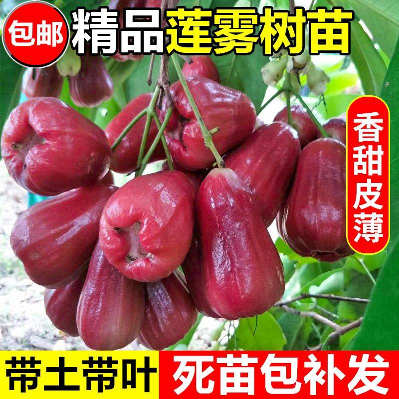 正宗莲雾果苗来啦！黑金刚品种+四季结果，南方种植必备！-果树种子