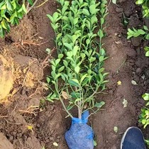 Zhaoyuan big-leaf boxwood seedlings soil ball tape non-woven packaging green seedlings four-season evergreen shrubs flowers and grassland quilt