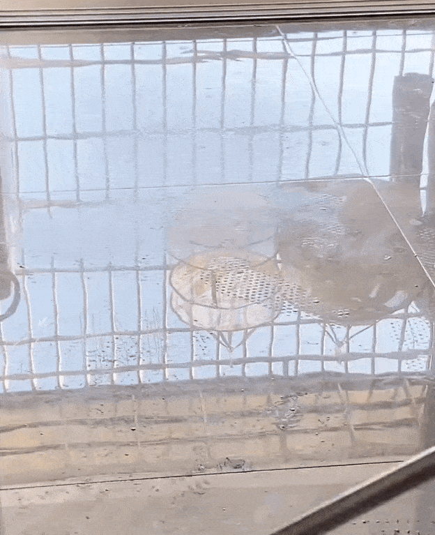 20250904_155626_021.gif