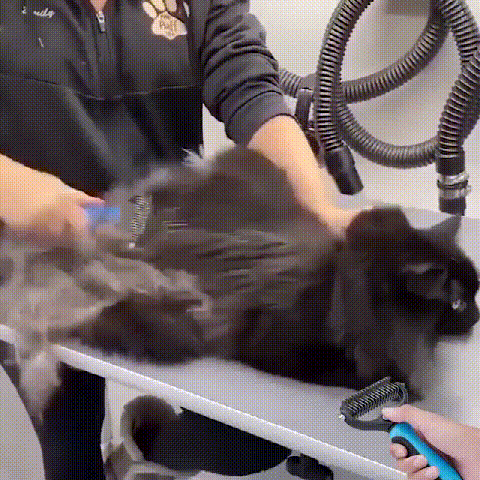 20250820_122331_032.gif