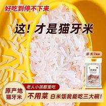 2023 new rice cat tooth rice long grain fragrant rice 5kg 10kg Thai fragrant rice silk seedling rice special rice for clay pot rice