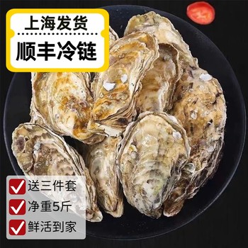 Fresh oysters rushan fresh oysters whole box of oysters local seafood aquatic products can be sashimied