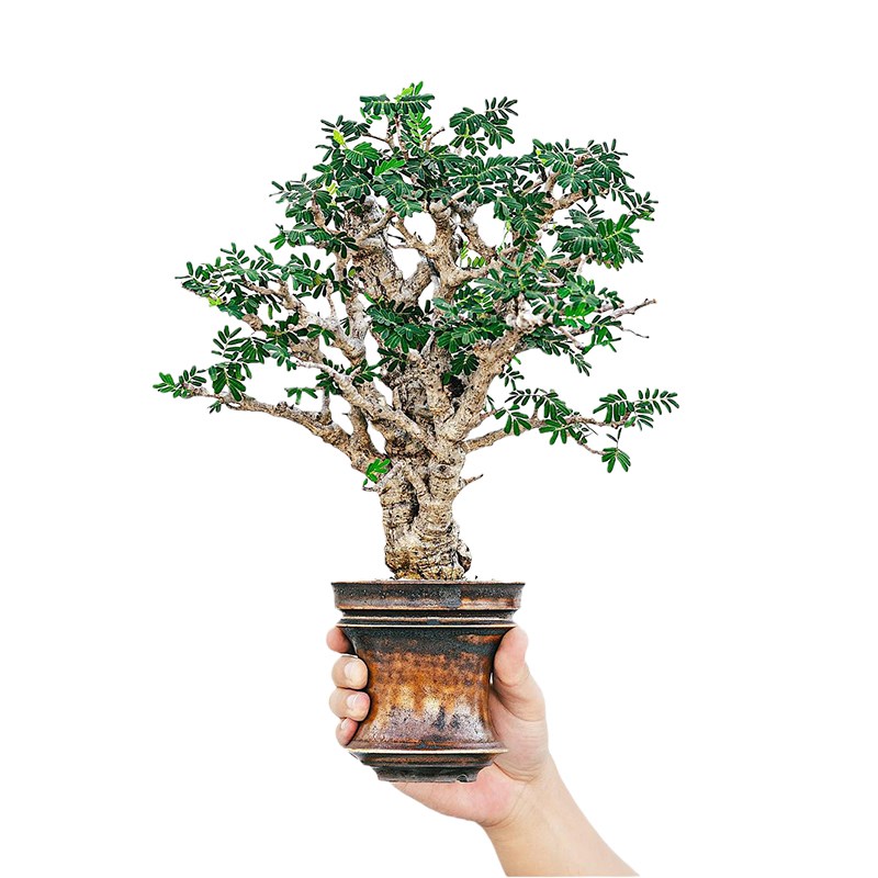 多肉植物Senna meridionalis 沙漠蘇木 メリジョナリス センナ 多肉植物