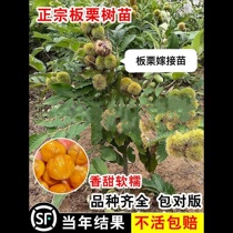 Chestnut seedlings grafted to the ground planted in the south and north Dahongpao will bear fruit in the same year extra large chestnut tree fruit tree fruit seedlings