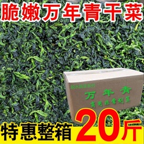 (Boutique) Ningbo specialty high-quality Dieffenbachia 20 pounds of dried vegetables tender vegetable cores dehydrated dried vegetables dried vegetables