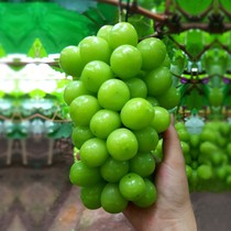 Sunshine Rose Grape Seedlings South North Planting Fruit Trees with basin with fruit ears to ship grape seedlings