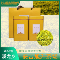 Anji Golden Bud Tea 2024 New Tea Mingqian Special Grade Rare Amino Acid Green Tea Bulk Canned Gift Box