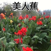 Small banana flower seeds canna Red beautiful banana small banana yellow flower canna seeds flower seeds