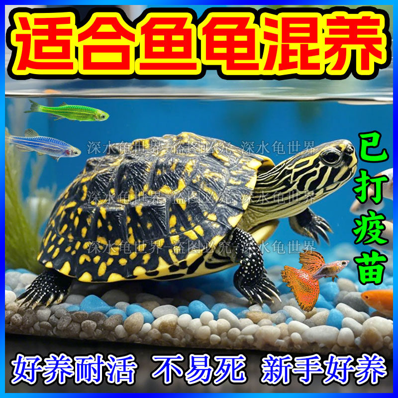 深水龟苗界的明星:斑点龟苗,满天星龟,黑池龟,活体龟的养殖指南🌟-特种养殖类水族宠物-淘宝百科网