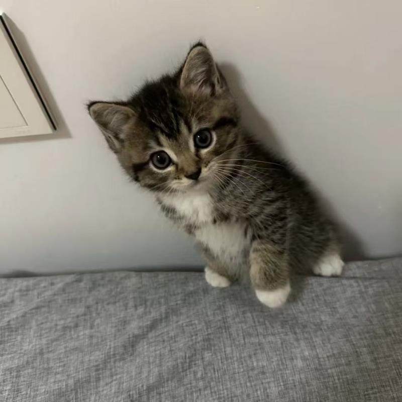 25年最火中华田园猫推荐！三花猫、白猫、黑猫、橘猫全解析，养猫必看