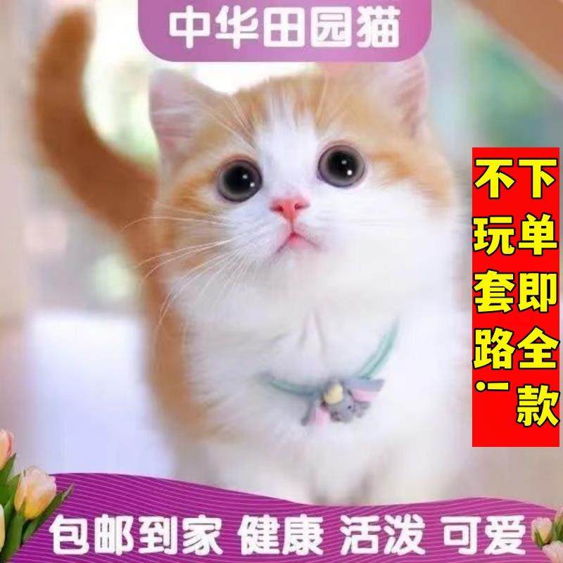 花猫 25年最火中华田园猫推荐！三花猫、白猫、黑猫、橘猫全解析，养猫必看