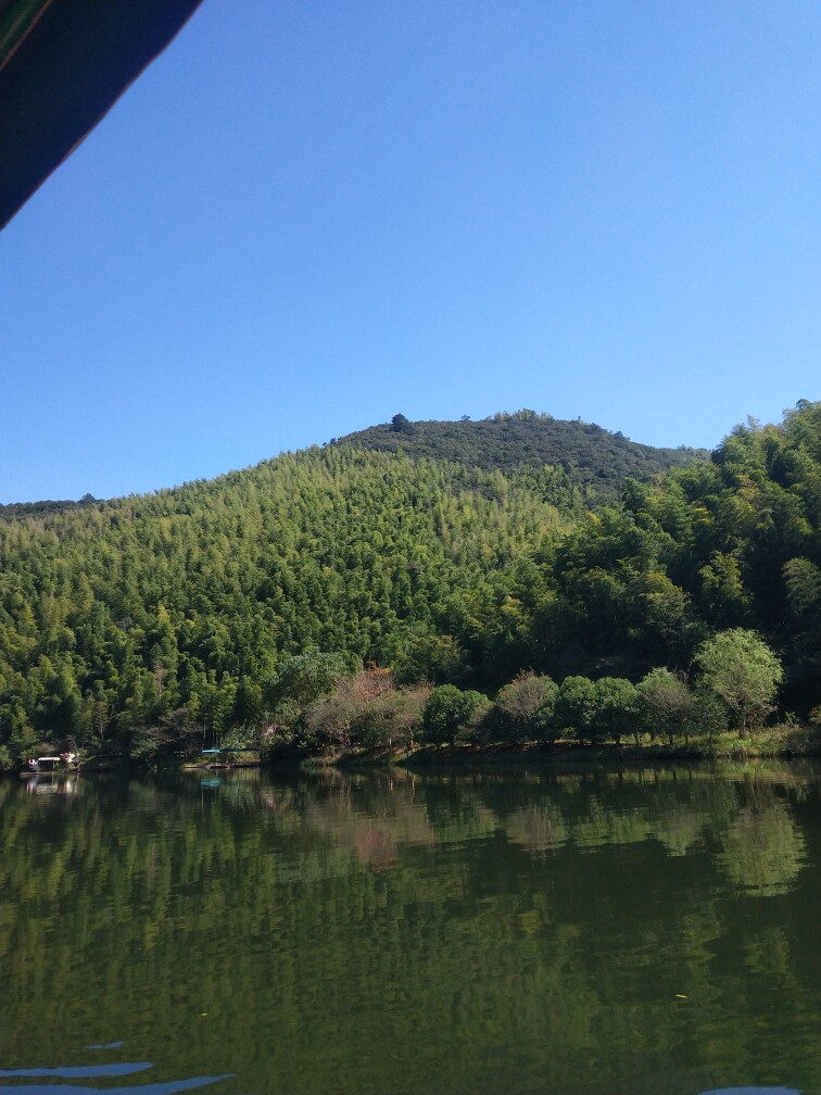 橄榄叶