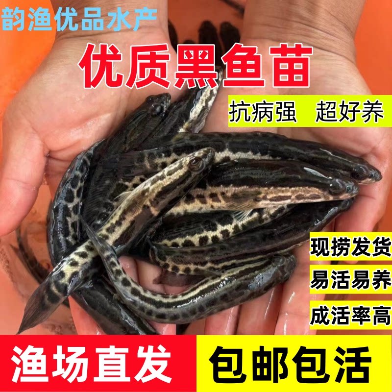 黑鱼苗乌鱼淡水养殖生鱼活体乌鳢财鱼斑鱼特大好养凶猛冷水观赏鱼!新手也能养出神兽?!-鱼苗-淘宝好物网