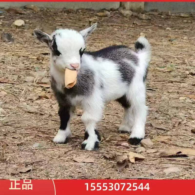 侏儒羊怎么选？尼日利亚侏儒羊和袖珍羊俾格米大对比🧐萌宠景区专供--淘宝好物网