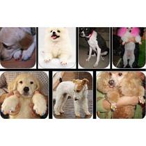 Pet finger set puppy pet nail and claw set method 95c2c28 fighting nail set anti-claw bear Taiwu Dibi anti-catch set