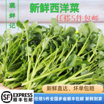 新鲜西洋菜新鲜豆瓣菜酒店只发江浙沪炒菜煲汤火锅广东西洋菜500g