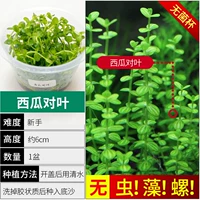 【Нет улитки, нет водорослей мини -арбуз на листья