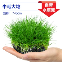 【Принесение базы питания ❤】 Коровьские волосы большая трава