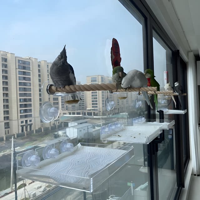 Parrot Perch Stand, Aerial Stand, Aerial Tray, Acrylic Suction Cup Stand, Bird Perch Made of Pepperwood for Fixed Defecation
