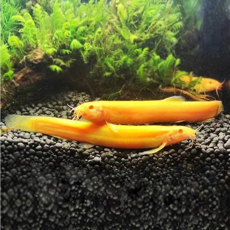 黄金泥鳅VS冷水观赏鱼：谁才是你家水族箱里的清道夫小能手？