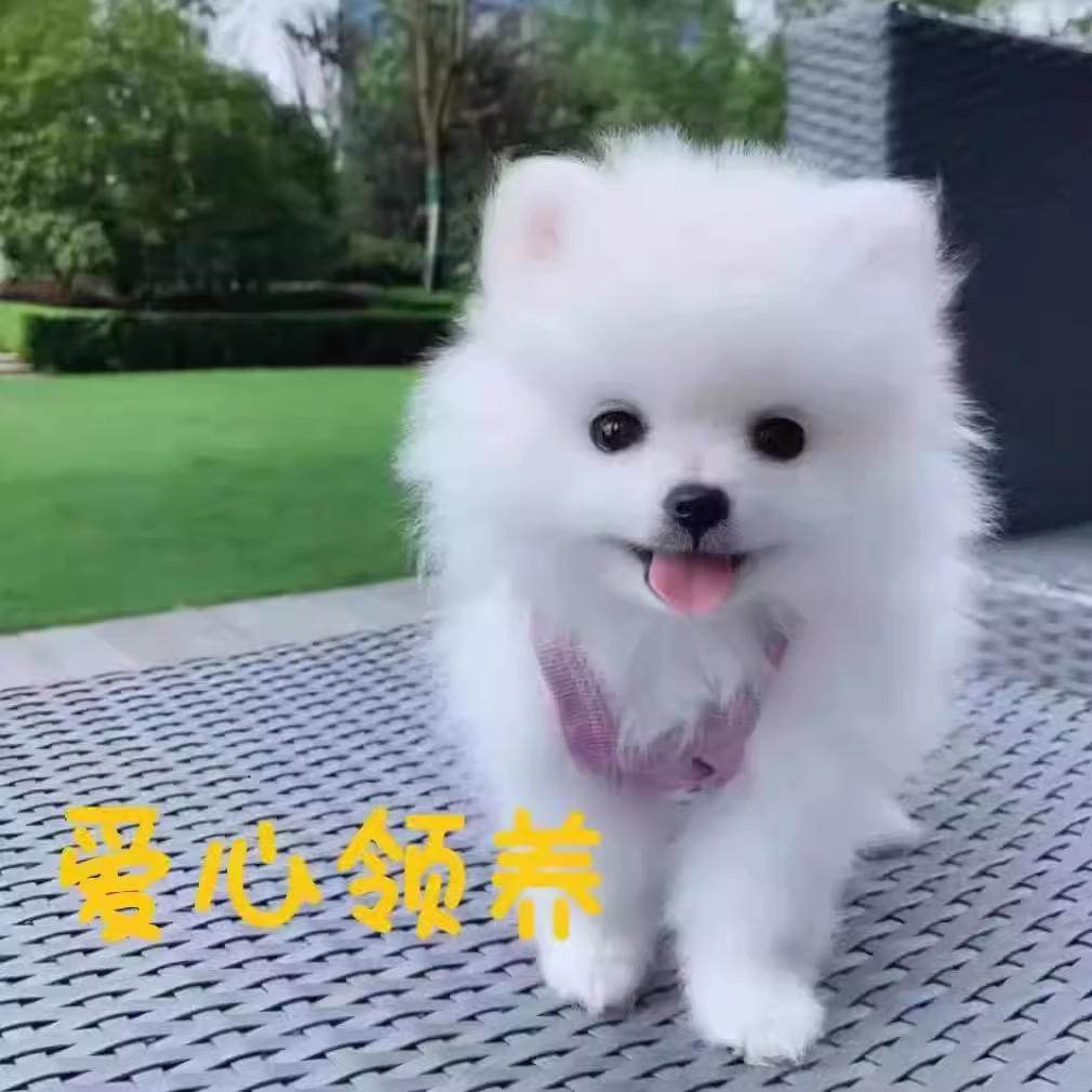 涂，玛秋，博美犬军团，出击！ #機動戦士Gundam GQuuuuuuX #GQuuuuuuX #ジークアクス, image size:1010x1010