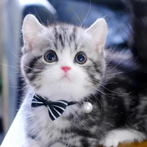 Guangxi cattery purebred British short blue cat kitten silver gradient American short blue and white folded ears short legs pet cat kitten