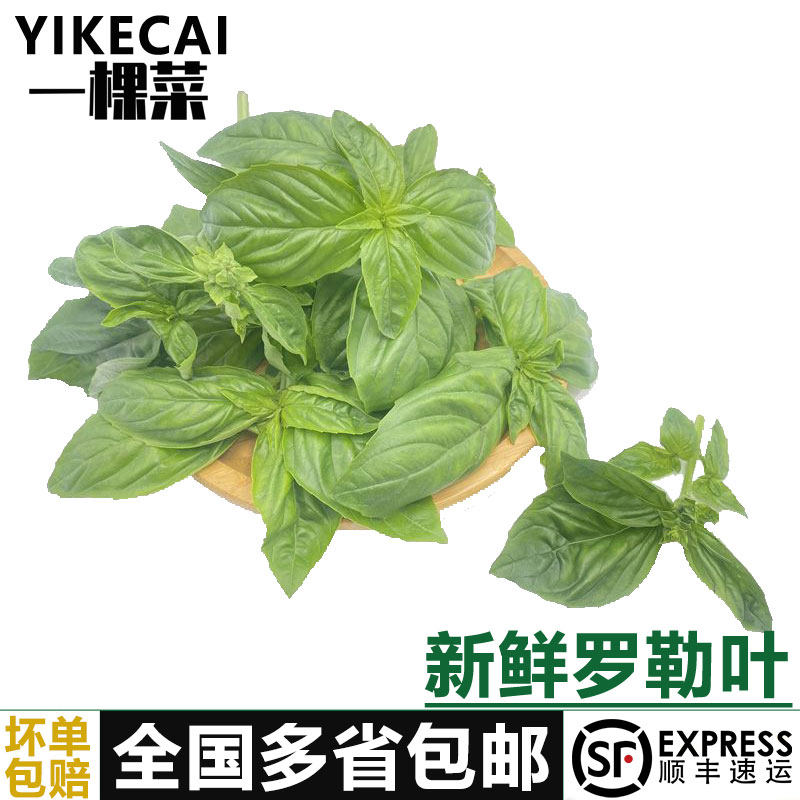 【YIKECAI】新鲜罗勒叶500g：西餐香料界的绿宝石，披萨草的香气让你心动！-罗勒叶-淘宝好物网