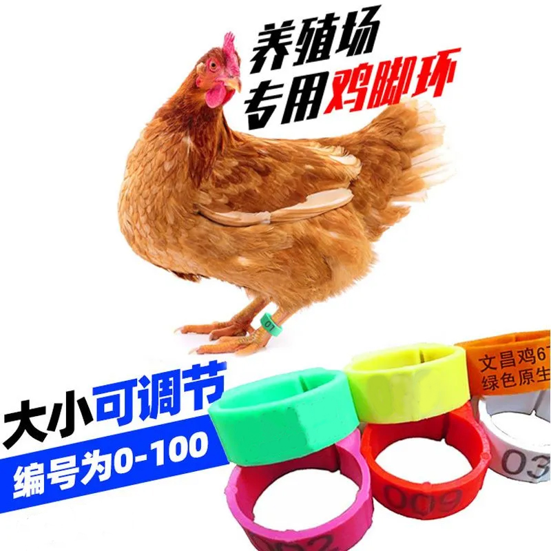 养殖厂鸡脚环自动卡扣：防走失神器，家禽识别新方式！