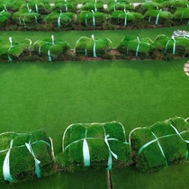 Real turf soil lawn carpet with soil greening Manila lawn four-season evergreen villa courtyard flowers