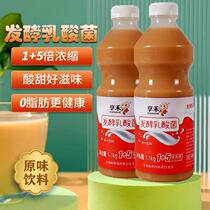 2 3 pounds of concentrated lactic acid bacteria drink milk-flavored drink yogurt-flavored yogurt probiotic milk tea catering